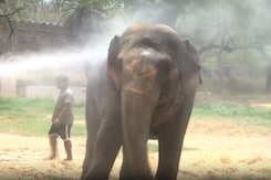 Delhi Zoo Implements Measures To Help Animals Cope With The Intense Heat Delhi Zoo Implements Measures To Help Animals Cope With The Intense Heat