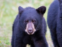 Balod: जंगल में तेंदूपत्ता तोड़ने गए युवक पर भालुओं ने हमला किया, गंभीर रूप से घायल