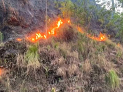 Lawyer Brings Up Billy Joel Song In Forest Fire Case, Judge's Smooth Reply