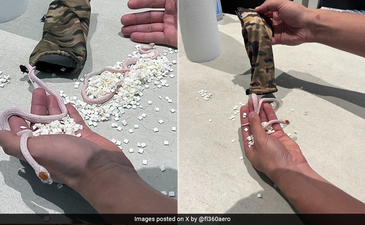 Officials At US Airport Find Bag Of Snakes Hidden In Passenger's Pants, Share Pics