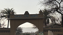 No Mining Activity Around Sariska Tiger Reserve: Supreme Court's Big Order