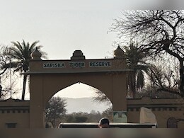 Rajasthan: सरिस्का बाघ अभ्यारण्य मंगलवार को बंद रखने की क्यों उठ रही मांग, जानें पूरा मामला