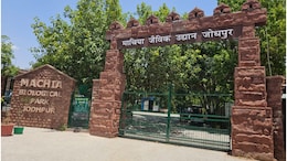 Jodhpur: 13 काले हिरण की मौत के बाद माचिया सफारी बंद, पिंजरे के बाहर खुला घूम रहा पैंथर