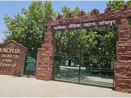 Jodhpur: 13 काले हिरण की मौत के बाद माचिया सफारी बंद, पिंजरे के बाहर खुला घूम रहा पैंथर Jodhpur: 13 काले हिरण की मौत के बाद माचिया सफारी बंद, पिंजरे के बाहर खुला घूम रहा पैंथर
