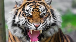 Woman's Mutilated Body Found In Karnataka Forest, Tiger Attack Suspected
