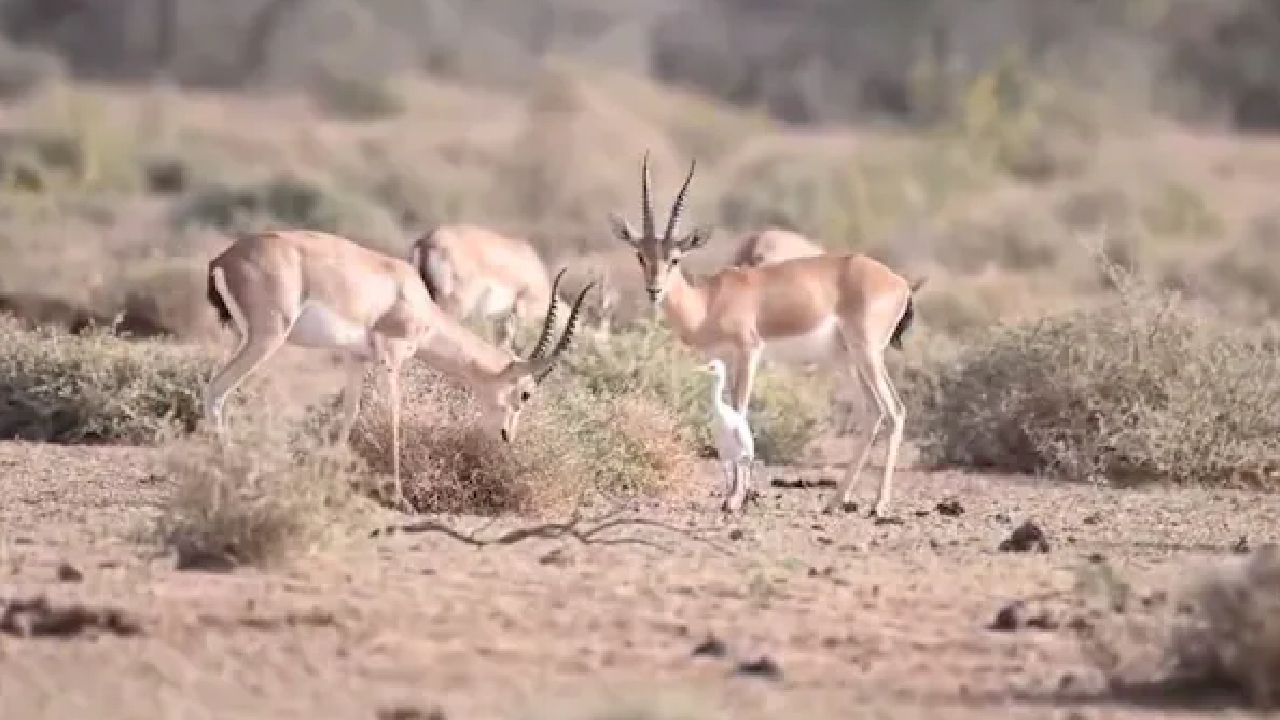 चिंकारा और हिरण को आवारा कुत्ते बना रहे शिकार, ग्रामीणों में आक्रोश
