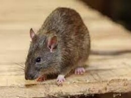 MP के सरकारी अस्पताल में चूहों की मौज ! छिंदवाड़ा में कुतर दिए मरीज के पैर  MP के सरकारी अस्पताल में चूहों की मौज ! छिंदवाड़ा में कुतर दिए मरीज के पैर