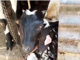 1 जूनपासून पशुधनासही आधारकार्ड; अन्यथा सुविधांपासून राहावं लागेल वंचित  