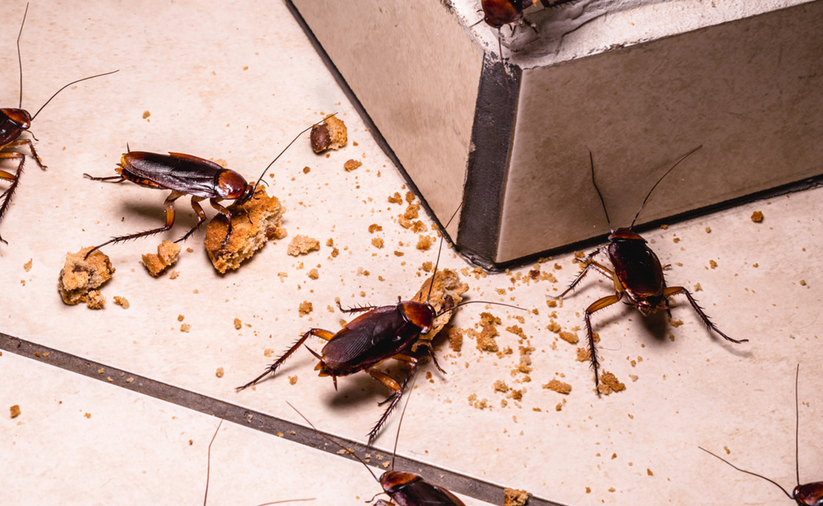 इन अमेरिकी तरीकों से किया जा सकता है कॉकरोच का सफाया, Cockroaches फिर नहीं आएंगे नजर | American home remedies to get rid of cockroaches, ghar se cockroach bhagane ke gharelu nuskhe