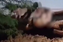 Video Shows Pride Of Lions Preying On Cow In Gujarat Village Video Shows Pride Of Lions Preying On Cow In Gujarat Village
