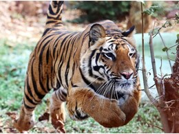 Rajasthan Wildlife Census: हर साल पूर्णिमा की रात में ही क्यों होती है वन्यजीव गणना? जानें क्या है इसका रहस्य