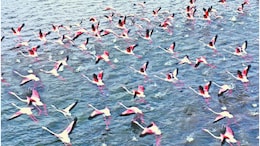 Rajasthan Summer Vacation: गर्मियों में राजहंस को रास आया बांसवाड़ा, माही डैम को ब्रीडिंग के लिए बनाया ठिकाना