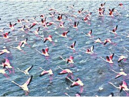 Rajasthan Summer Vacation: गर्मियों में राजहंस को रास आया बांसवाड़ा, माही डैम को ब्रीडिंग के लिए बनाया ठिकाना