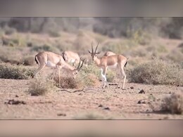 राजस्थान के राज्य पशु चिंकारा के लिए चली विशेष मुहिम, बेजुबान की जान बचाने के लिए हजारों लोगों ने की यह मांग राजस्थान के राज्य पशु चिंकारा के लिए चली विशेष मुहिम, बेजुबान की जान बचाने के लिए हजारों लोगों ने की यह मांग