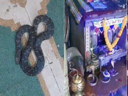 मंदिर में दिखे सांप ही सांप, ऐसा नजारा जिसे देख आंखों पर नहीं होगा यकीन मंदिर में दिखे सांप ही सांप, ऐसा नजारा जिसे देख आंखों पर नहीं होगा यकीन