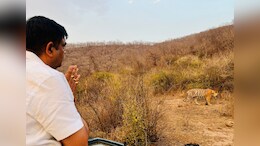 हनुमान जी का दर्शन करने गए थे वन मंत्री, जंगल में बाघ को देखते करने लगे नमस्कार, फोटो वायरल