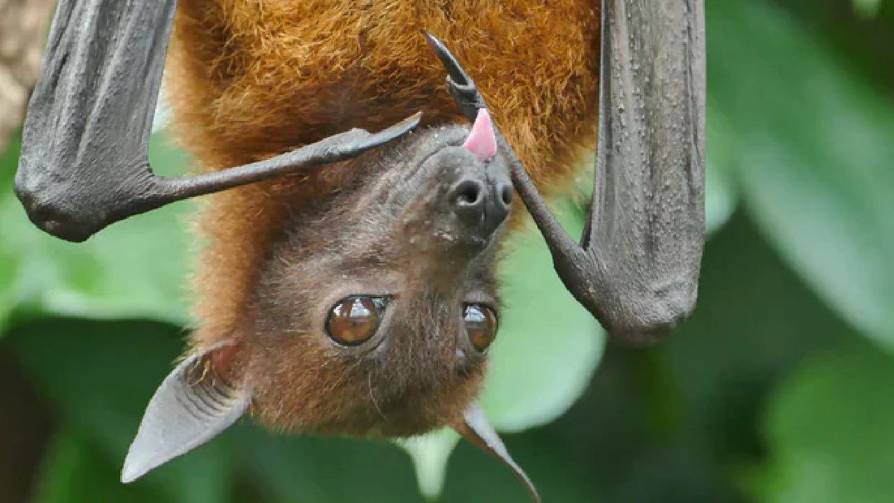 एक साथ सैकड़ों चमगादड़ों की मौत से पूरे गांव में फैली सनसनी