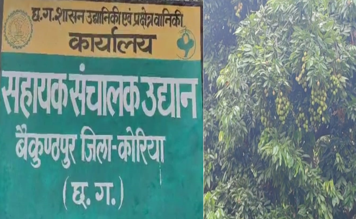 Horticulture News: छत्तीसगढ़ में अब यहां भी मिलेगी रसीली लीची की मिठास, क्या शाही लीची जितनी है खास?
