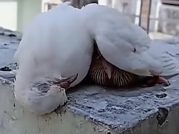 तेज धूप से मां ने बचाई बच्चे की जान, लेकिन खुद तोड़ दिया दम, इमोशनल कर देगा वीडियो तेज धूप से मां ने बचाई बच्चे की जान, लेकिन खुद तोड़ दिया दम, इमोशनल कर देगा वीडियो