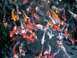 क्या आप भी करवाते हैं फिश स्पा, तो ठहरिए हो सकते हैं इस बीमारी के शिकार