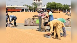 Rajasthan Mandi: उड़द, सरसों और मूंग के बढ़े भाव, जानें मंडी में अनाज के दाम