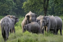 बलरामपुर: रेवतपुर जंगल के मुख्य मार्ग पर आया हाथी वन विभाग ने किया अलर्ट बलरामपुर: रेवतपुर जंगल के मुख्य मार्ग पर आया हाथी वन विभाग ने किया अलर्ट