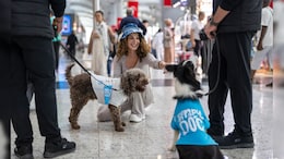 Pics: Therapy Dogs At Istanbul Airport Help Flyers Release Stress