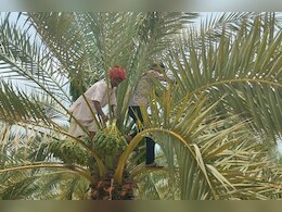 पश्चिमी राजस्थान में बागवानी का बढ़ा चलन, खजूर, अंजीर और ड्रेगन फ्रूट की खेती से किसान हो रहे हैं मालामाल