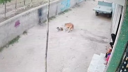 Video: 3-Year-Old UP Boy Brutally Attacked By Dog, Hospitalised