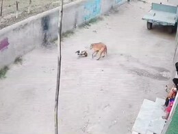 Video: 3-Year-Old UP Boy Brutally Attacked By Dog, Hospitalised