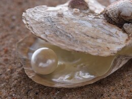 मोत्यांची शेती कशी करतात? यशस्वीरित्या व्यवसाय सांभाळणाऱ्या 'ती'कडून जाणून घेऊ