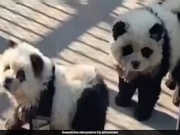 China Zoo Could Not Keep Pandas On Display. So It Did This China Zoo Could Not Keep Pandas On Display. So It Did This