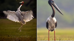 World Migratory Bird Day: केवलादेव राष्ट्रीय उद्यान में हर साल हज़ारों KM का सफर तय करके आते हैं प्रवासी पक्षी&nbsp;&nbsp;