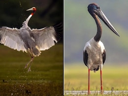 World Migratory Bird Day: केवलादेव राष्ट्रीय उद्यान में हर साल हज़ारों KM का सफर तय करके आते हैं प्रवासी पक्षी  