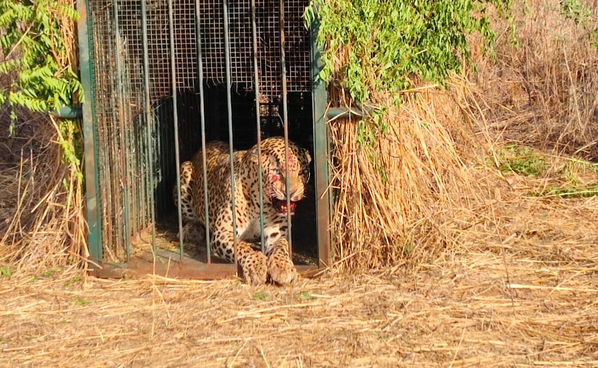Video: Leopard Rescued Near Hyderabad Airport After Officials Set Up Trap