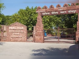 Rajasthan News: जोधपुर में बाघिन अंबिका की मौत, गर्मी से मौत की आशंका