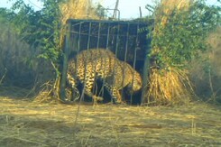 Video: Leopard Rescued In Telangana Village Video: Leopard Rescued In Telangana Village