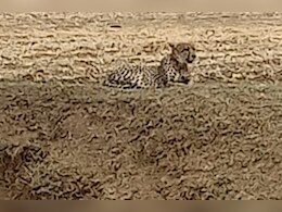 MP के कूनों से राजस्थान पहुंचा चीता, दक्षिण अफ्रीका के नामीबिया से कूनो नेशनल पार्क लाए गए थे चीते