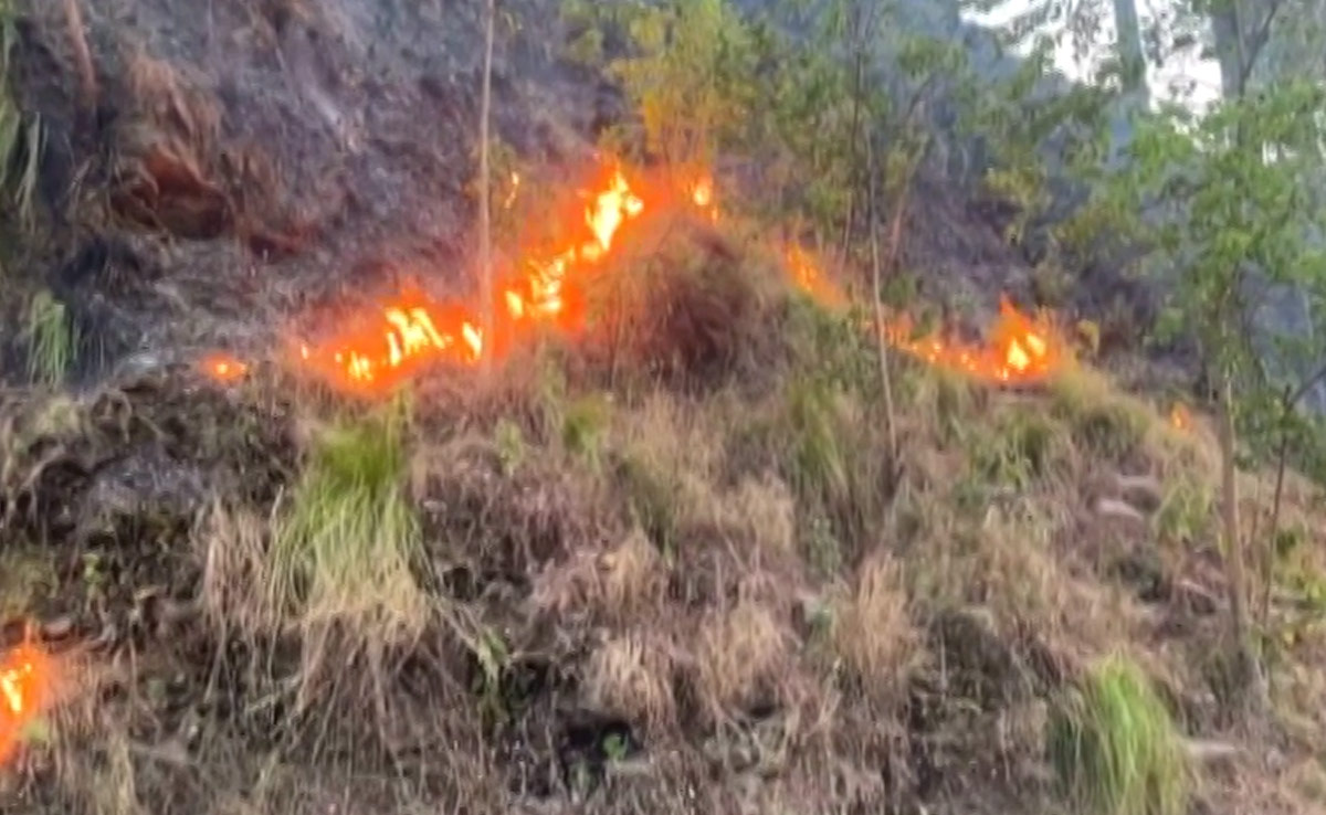 Uttarakhand Forest Fire: 4 Arrested, Chief Minister Assures Strict Action