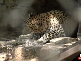 प्रचंड गर्मी में पानी की तलाश में जंगल से बाहर निकले तेंदुएं को कार ने रौंदां, मौके पर हुई मौत