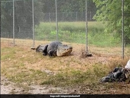 Police In US Capture "Absolute Dinosaur" Alligator On Path Children Take To School Police In US Capture "Absolute Dinosaur" Alligator On Path Children Take To School