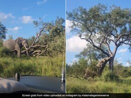 हाथी ने पहले तो विशाल पेड़ को हिलाया फिर झटका देकर जड़ से ही उखाड़ दिया, यहां देखिए Viral  Video