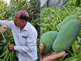 Kota News: 'सदाबहार आम' से 5 साल में कमा चुका 5 करोड़, 12 महीने आते हैं फल, पाकिस्तान से आई मांग तो बोले.....