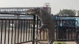 Video: 10-Foot Crocodile Tries To Climb Railing In UP. Then This Happens