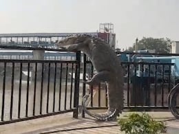 Video: 10-Foot Crocodile Tries To Climb Railing In UP. Then This Happens Video: 10-Foot Crocodile Tries To Climb Railing In UP. Then This Happens