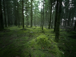 Belgium Teen Gang-Raped By Minors After Being Lured Into Forest, Youngest Offender Is Aged 11 Belgium Teen Gang-Raped By Minors After Being Lured Into Forest, Youngest Offender Is Aged 11