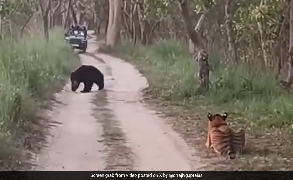On Camera, "Rarest Of The Rare" Confrontation Between Tigress, Bear