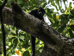 In Mexico, Howler Monkeys Are "Dropping Dead" Because of Extreme Heat In Mexico, Howler Monkeys Are "Dropping Dead" Because of Extreme Heat