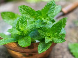 5 Easy Ways To Include More Mint In Your Diet