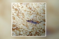Lizard In Mid-Day Meal: Over 90 Students In Aurangabad Fall Ill Lizard In Mid-Day Meal: Over 90 Students In Aurangabad Fall Ill